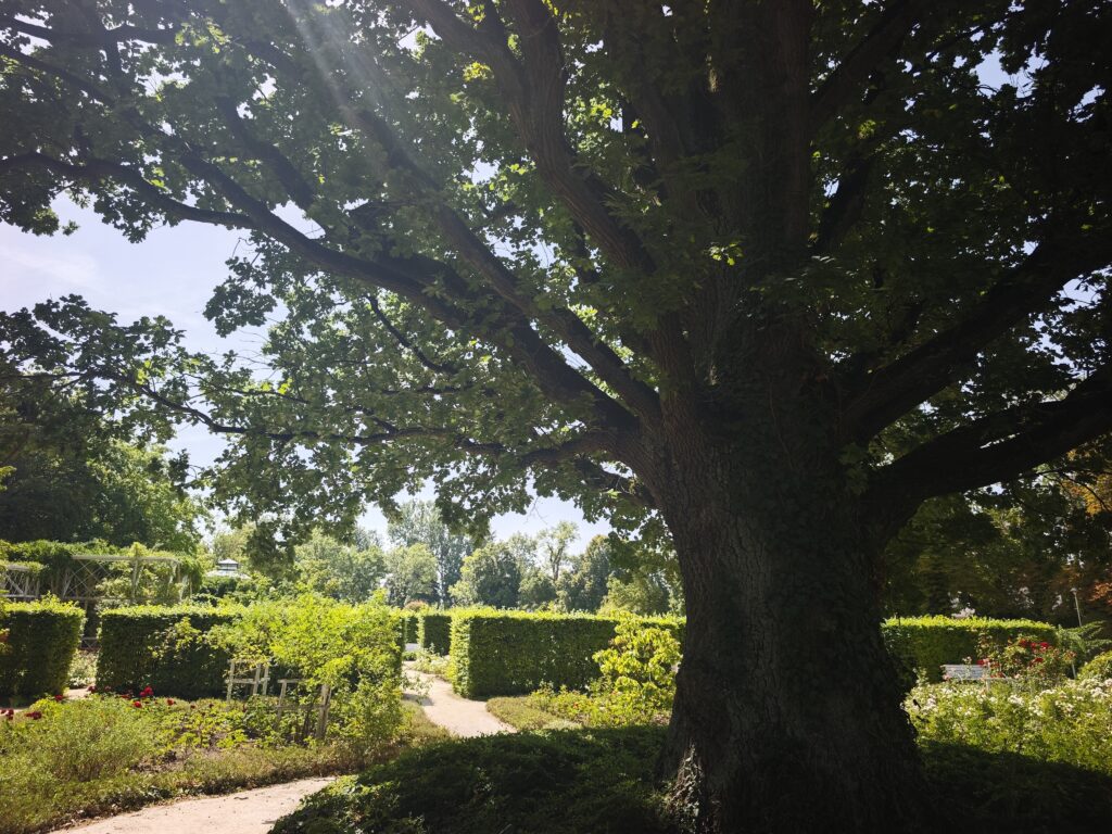 Zum Rosengarten gehören auch der Landschaftsgarten mit Lauben und alten Bäumen